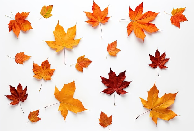 autumn leaves in a square on a white background