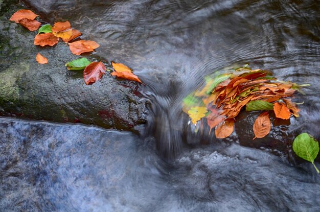Photo autumn leaves in stream