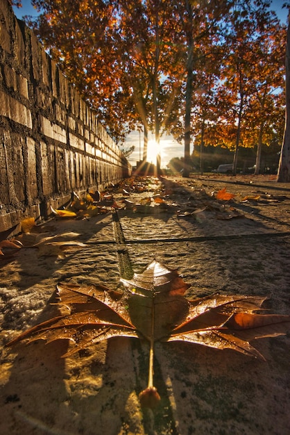 Foto foglie d'autunno per strada in città