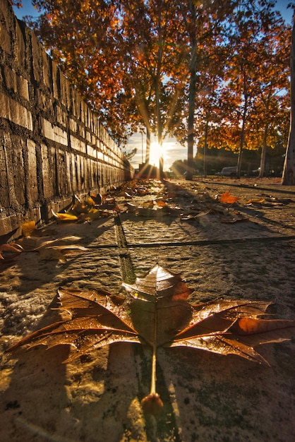 Autumn leaves on street in city