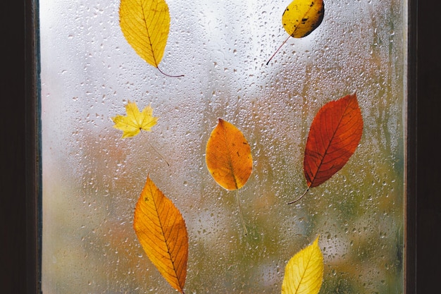 Autumn leaves stuck to the window that gets wet from rain drops Autumn home decor Cozy fall mood