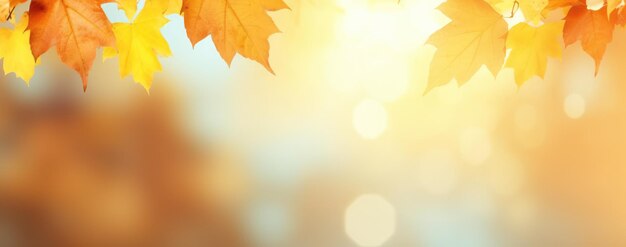 autumn leaves and sun background