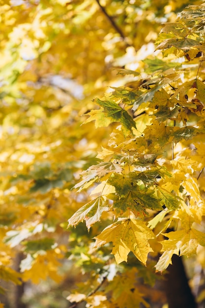 Foglie di autunno sul sole e alberi sfocati