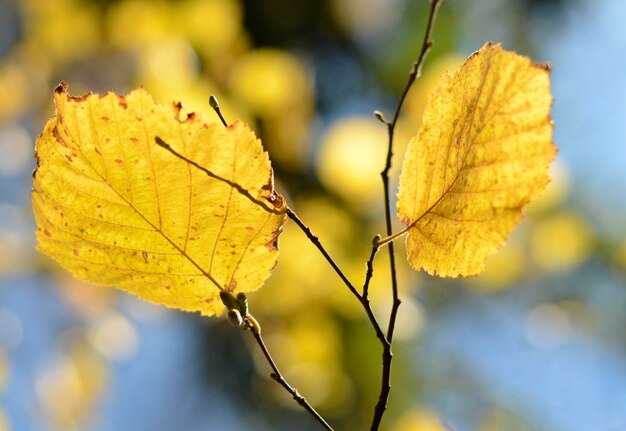 Photo autumn leaves on the sun. fall blurred background.