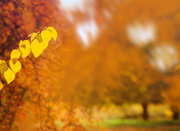 Autumn leaves on the sun fall blurred background
