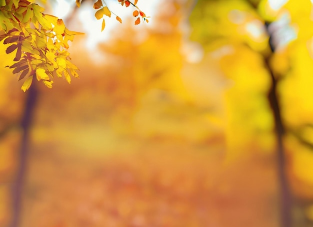 Autumn leaves on the sun Fall blurred background