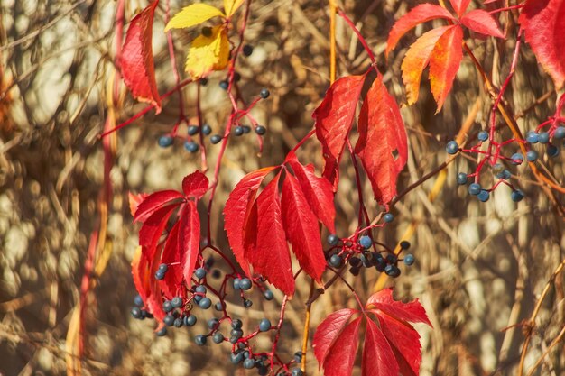 Photo autumn leaves on the sun