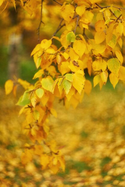 太陽に紅葉