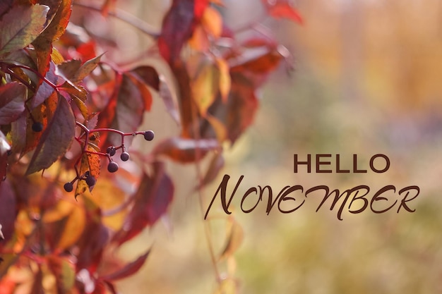 Autumn leaves on a sunny day Natural nature background with an inscription in english Hello November