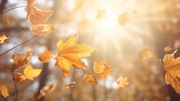 Autumn leaves on a sunny day