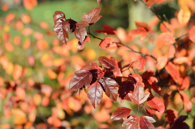 autumn leaves on a sunny day