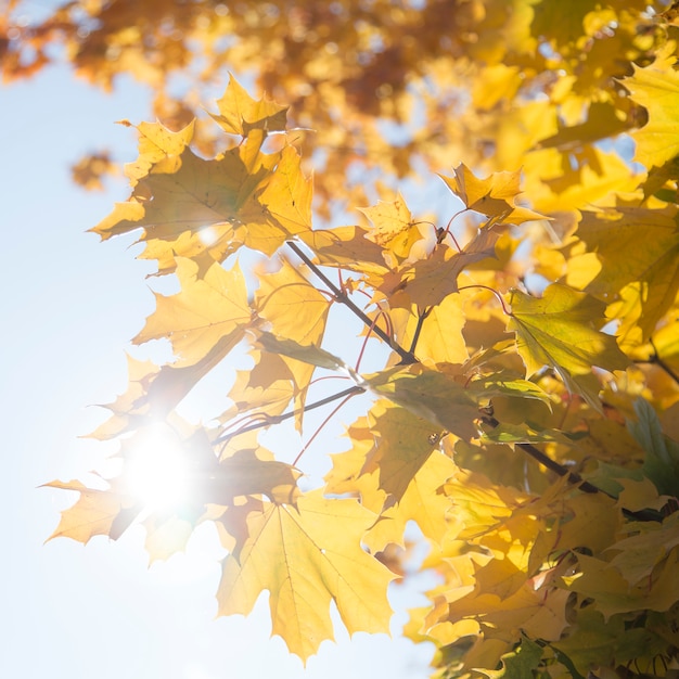 Autumn leaves on sunset