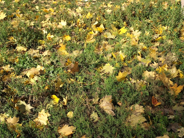 Autumn leaves in the sunshine