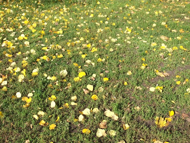 Autumn leaves in the sunshine