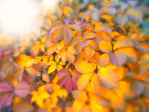 Foto foglie d'autunno e sole