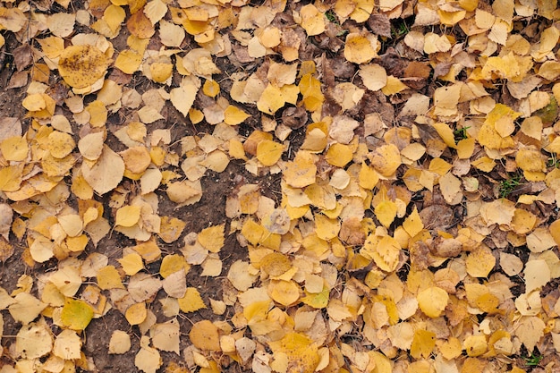 Foglie di autunno, vista dall'alto. fogliame caduto colorato. design pattern di sfondo per uso stagionale.