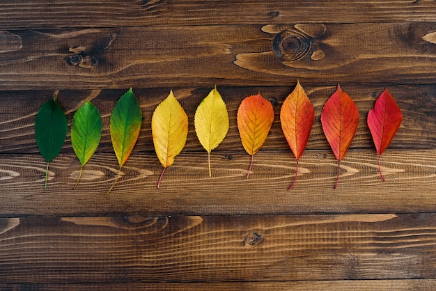 Autumn leaves transition from green to red on wooden background