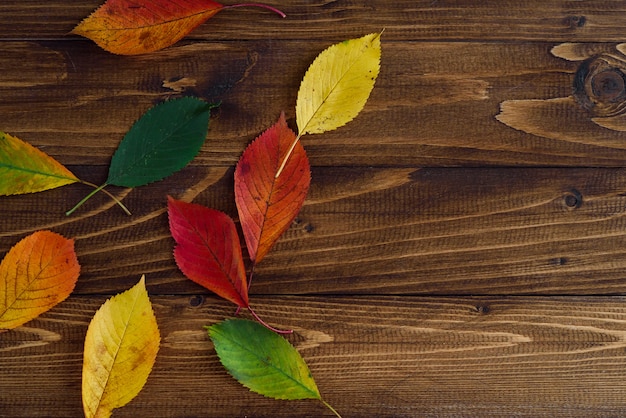 Autumn leaves transition from green to red on wooden background