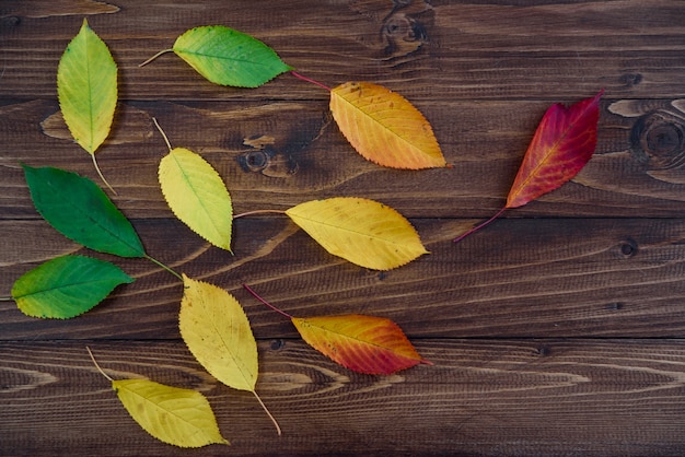 Autumn leaves transition from green to red on wooden background