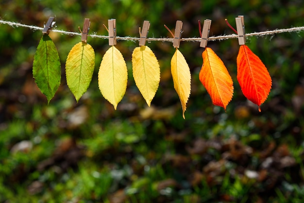 The autumn leaves transition from green to red on wooden clothespins and lace. 