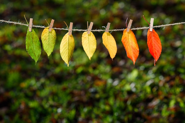 The autumn leaves transition from green to red on wooden clothespins and lace. 