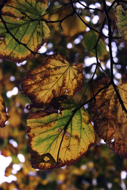 Autumn leaves on a tree beautiful photography background