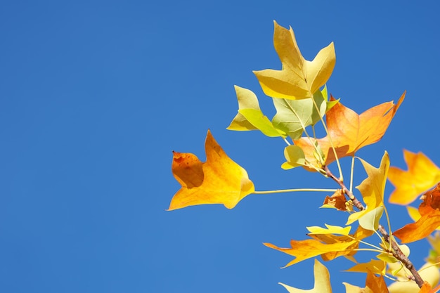 autumn leaves on a tree branch on the blue sky background