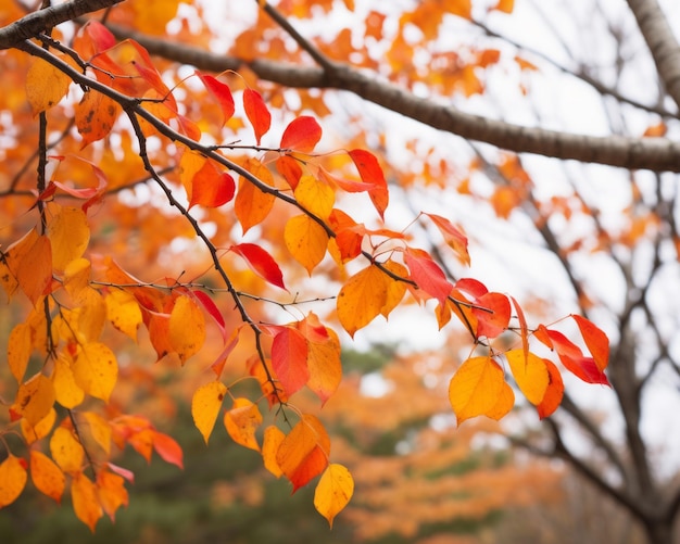 autumn leaves on a tree branch in a park