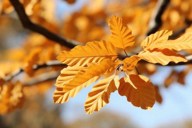 autumn leaves on a tree branch with a blue sky in the background