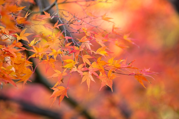 Autumn leaves tree colors at kawaguchiko japan.