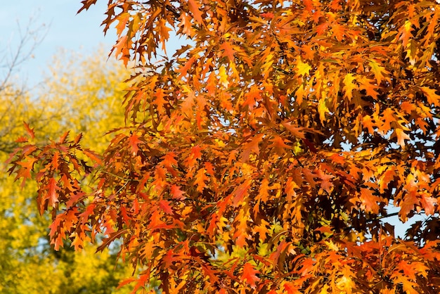 Autumn leaves on the tree. Season of colorful foliage.