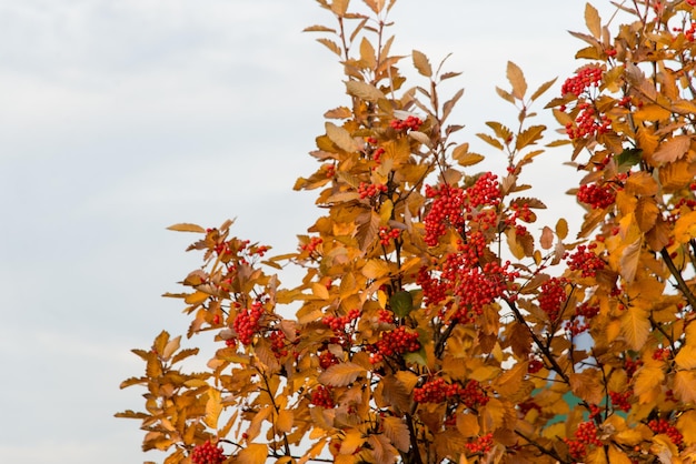 Autumn leaves on the tree. Season of colorful foliage.