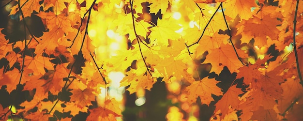 Autumn leaves on a tree Selective focus