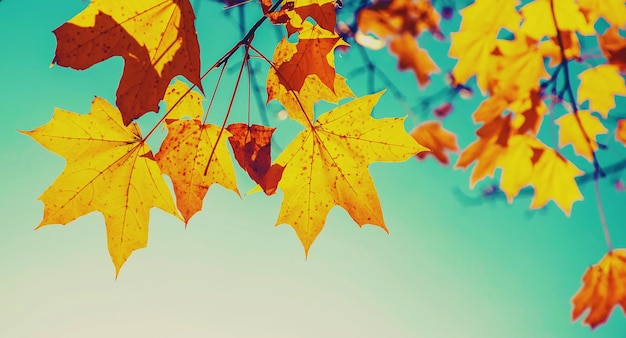 Autumn leaves on a tree selective focus