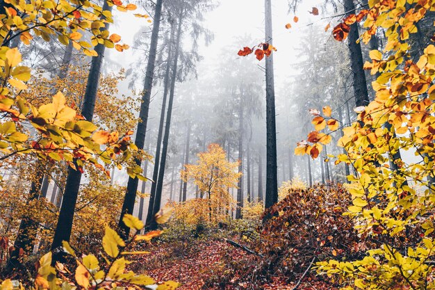 Autumn leaves on tree trunk