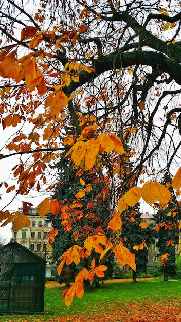 Photo autumn leaves on tree trunk