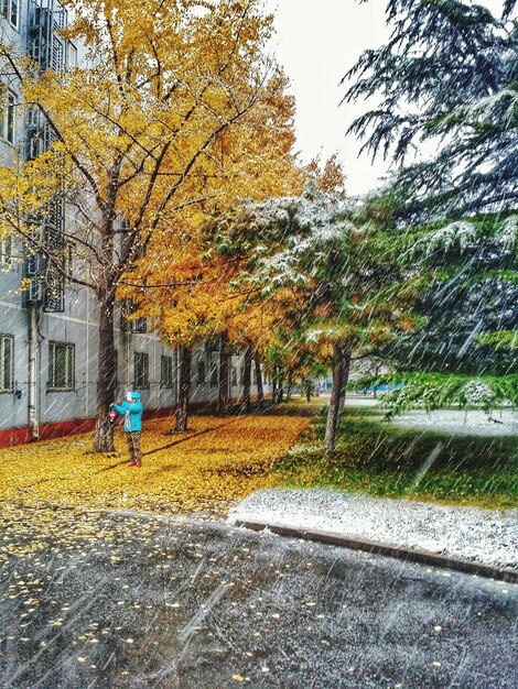 Foto foglie d'autunno sul tronco dell'albero