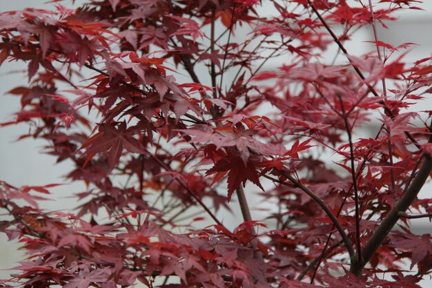 Photo autumn leaves on tree