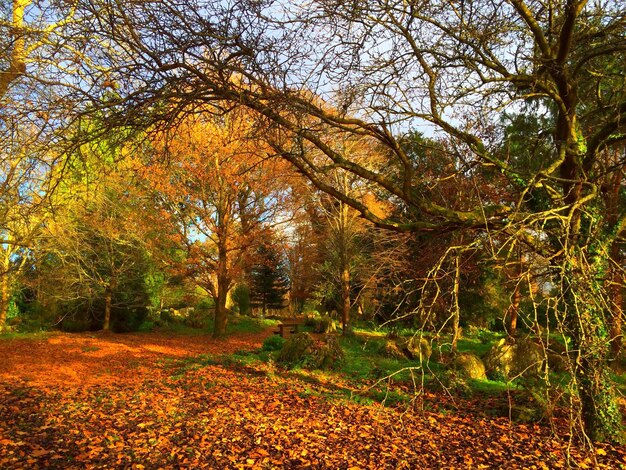 Photo autumn leaves on tree