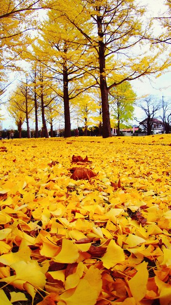 Autumn leaves on tree