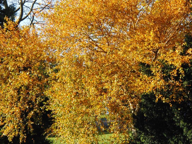 Autumn leaves on tree