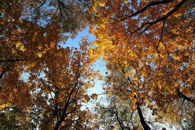 青空の下の木々に紅葉