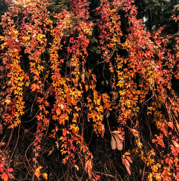 Foto foglie d'autunno e alberi sullo sfondo della natura