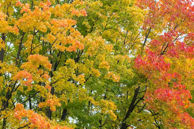 Autumn leaves trees