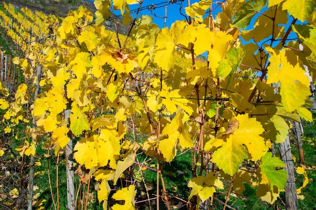 Autumn leaves on the vineyard in good weather