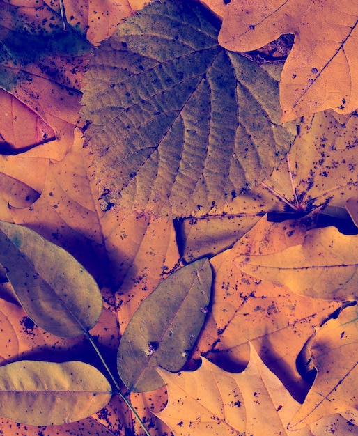 Autumn leaves  vintage background