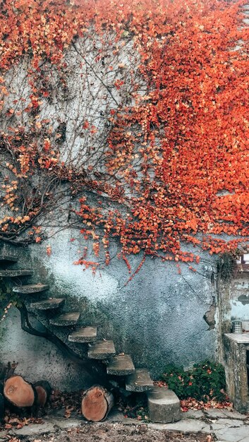 Photo autumn leaves on wall