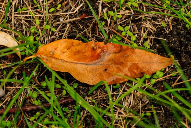 Autumn leaves. water drops on fall leaves. Autumn leaves on green grass field, view from above