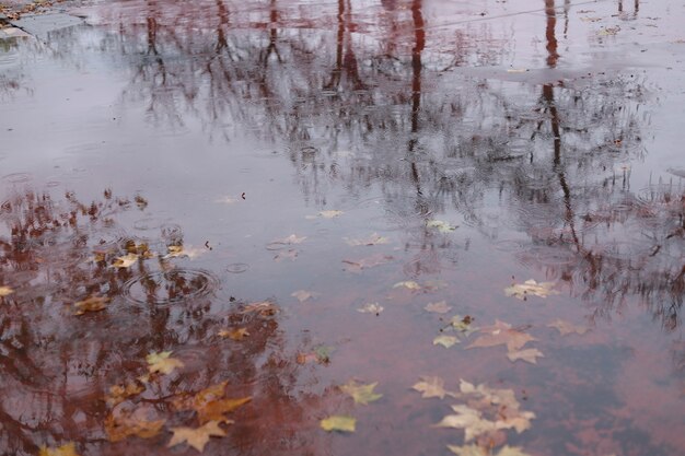 Autumn leaves on the water reflecting the trees in the environment