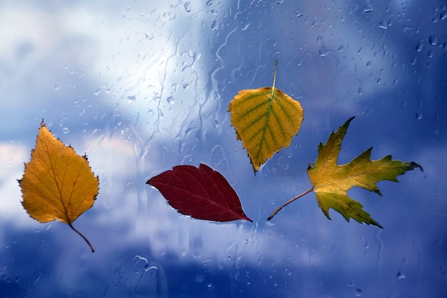 Autumn leaves on a wet window on a background of rainy weather